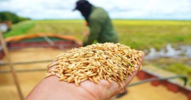 Guárico alcanza récord histórico en siembra de arroz