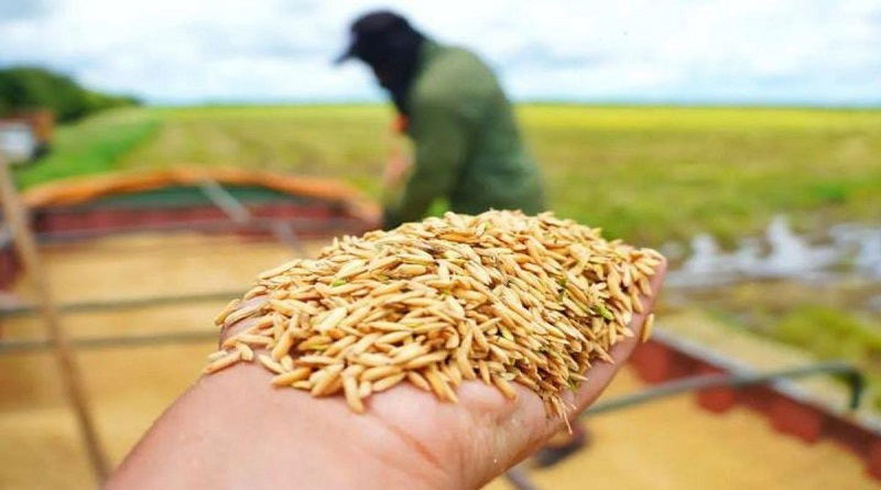 Guárico alcanza récord histórico en siembra de arroz