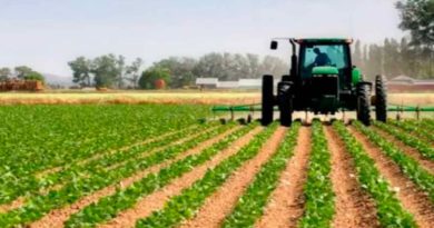 Siembran en Yaracuy 7 mil hectáreas de maíz blanco con Agricultura Regenerativa