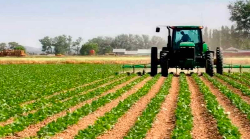Siembran en Yaracuy 7 mil hectáreas de maíz blanco con Agricultura Regenerativa