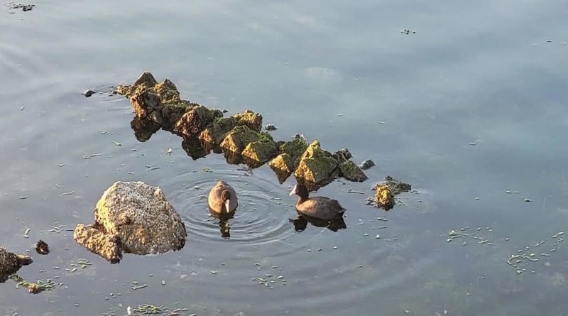 Restos de una villa romana en el lago de Fusaro, Italia. (Facebook / Josi Gerardo Della Ragione)