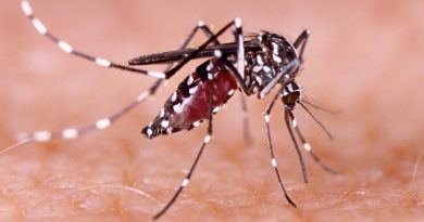 Argentina reporta al menos seis mil casos de dengue