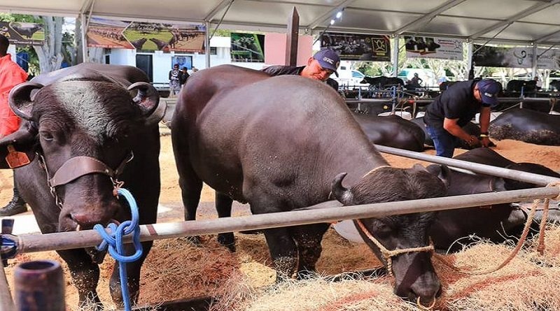 Expositores califican de innovadora la Expoferia Bufalina, Caprina y Ovina 2025
