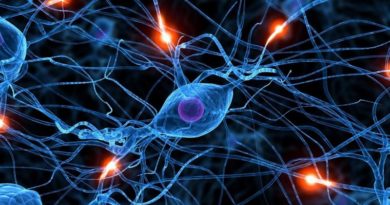 Científicos revelan que neuronas utilizan varios mecanismos para aprender