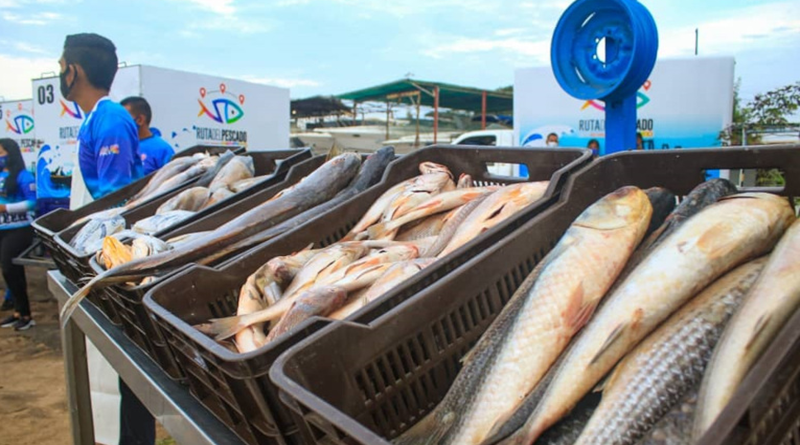 Venezuela Come + Pescado