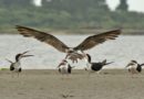 Este sábado se conmemora el Día de las Aves Migratorias