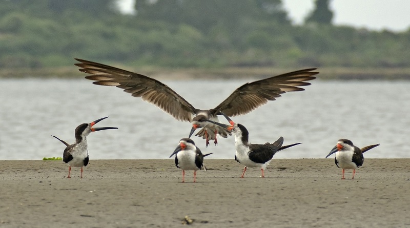 Este sábado se conmemora el Día de las Aves Migratorias