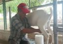 Producción de leche caprina en Lara crece un 700 % gracias a mejoras genéticas