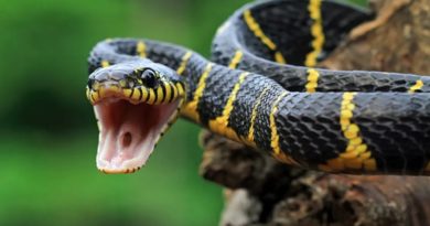 Descubren antídoto “sin precedentes” contra mordeduras de serpiente