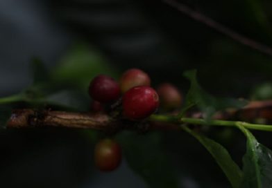 Diplomado en sustento de café avanza con módulo sobre siembra agroecológica