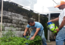 Estudian microorganismos para la elaboración de insecticida orgánico con base en ají