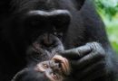 Chimpancés exponen apego materno similar al de seres humanos