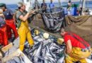 Pescado venezolano se posiciona en Europa gracias a exportaciones