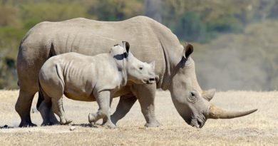 Científicos revelan que descornar rinocerontes puede salvarlos de caza furtiva