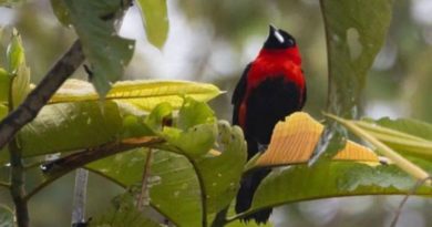 Descubren la especie de aves 1426 de Venezuela en Amazonas