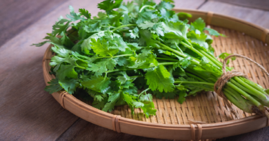 Beber infusión de cilantro alivia dolor en las rodillas y fortalece las articulaciones