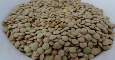 Comer lentejas fortalece el sistema inmune y estabiliza los niveles de glucosa
