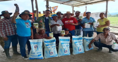 Inicia siembra de 85 hectáreas de maíz en Yaracuy tras convenio científico-campesino