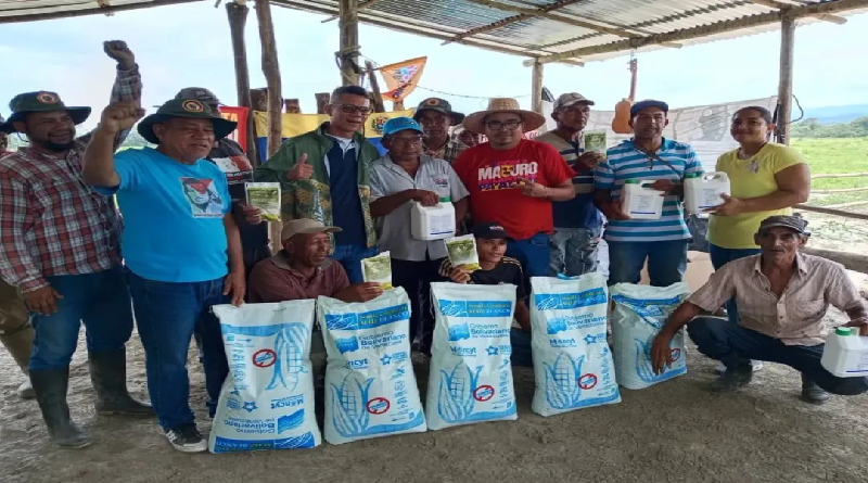 Inicia siembra de 85 hectáreas de maíz en Yaracuy tras convenio científico-campesino