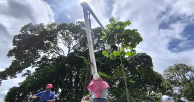Fortalecen sistema eléctrico con jornada preventiva de pica y poda en Yaracuy