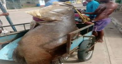 Enorme mero de 250 kilos pescaron en Falcón