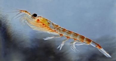 Animal de las profundidades del océano es héroe contra la crisis climática
