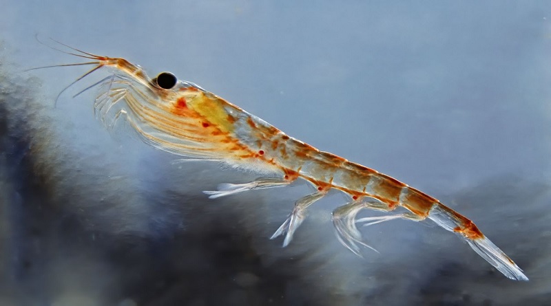 Animal de las profundidades del océano es héroe contra la crisis climática