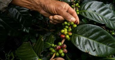 refundacion-produccion-cafetalera-miranda-clave-alcanzar-calidad