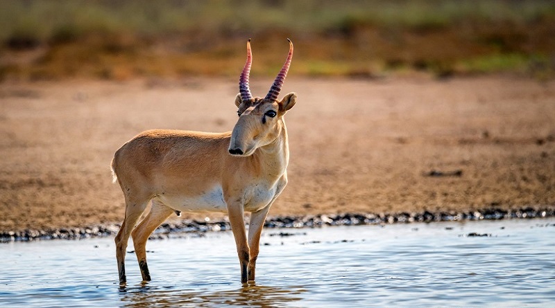 Especie rara de antílopes será excluida del Libro Rojo de Rusia