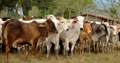 Nicaragua avanza en el fortalecimiento de su sector productivo