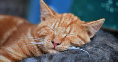 Estudio revela que los gatos duermen sobre su lado izquierdo para estar alerta