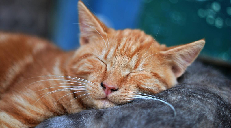 Estudio revela que los gatos duermen sobre su lado izquierdo para estar alerta
