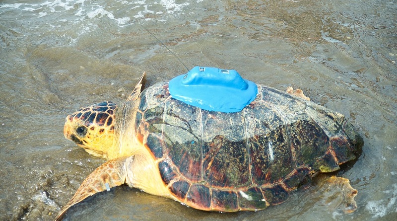 china-implantan-dispositivo-rastreo-satelital-tortugas-marinas