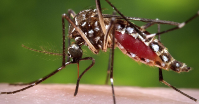 Drones liberan mosquitos en Hawái para proteger a las aves nativas