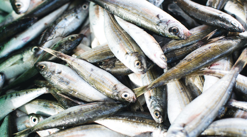 Comer sardina ayuda a prevenir enfermedades cardiovasculares