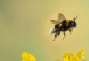 China crea la primera abeja cíborg