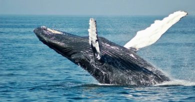 dia-mundial-ballenas-delfines