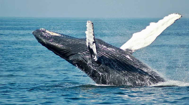 dia-mundial-ballenas-delfines