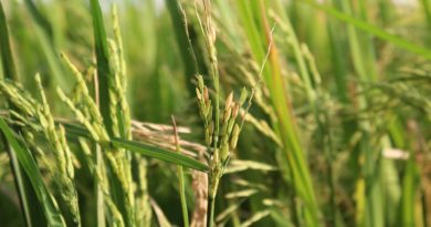 Venezuela incrementa en 70% la producción de arroz