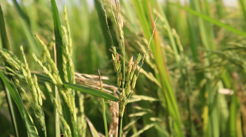 Venezuela incrementa en 70% la producción de arroz