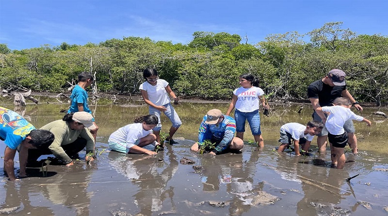 Plantan mil manglares en la Laguna de La Restinga