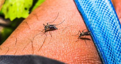 cientificos-chinos-crean-mosquitos-elefantes-combatir-chikungunya