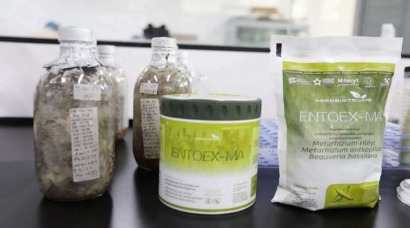 Bioinsecticida venezolano contra el Mal de Chagas está en periodo de prueba