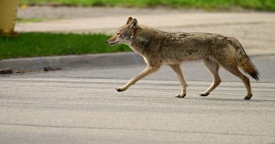 Científicos piden preservar coyotes avistados en áreas urbanas de Costa Rica