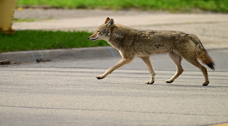 Científicos piden preservar coyotes avistados en áreas urbanas de Costa Rica