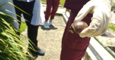 Control del caracol africano realizan en Yaracuy