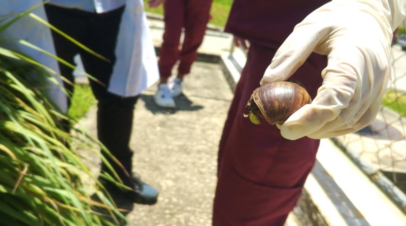 Control del caracol africano realizan en Yaracuy
