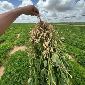Campos productivos de Anzoátegui, y en especial sector Mesa de Guanipa, contribuyen con 70% de producción agrícola y pecuaria