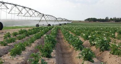 Campos productivos de Anzoátegui, y en especial sector Mesa de Guanipa, contribuyen con 70% de producción agrícola y pecuaria