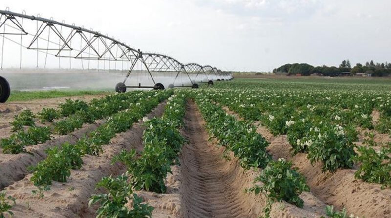 Campos productivos de Anzoátegui, y en especial sector Mesa de Guanipa, contribuyen con 70% de producción agrícola y pecuaria